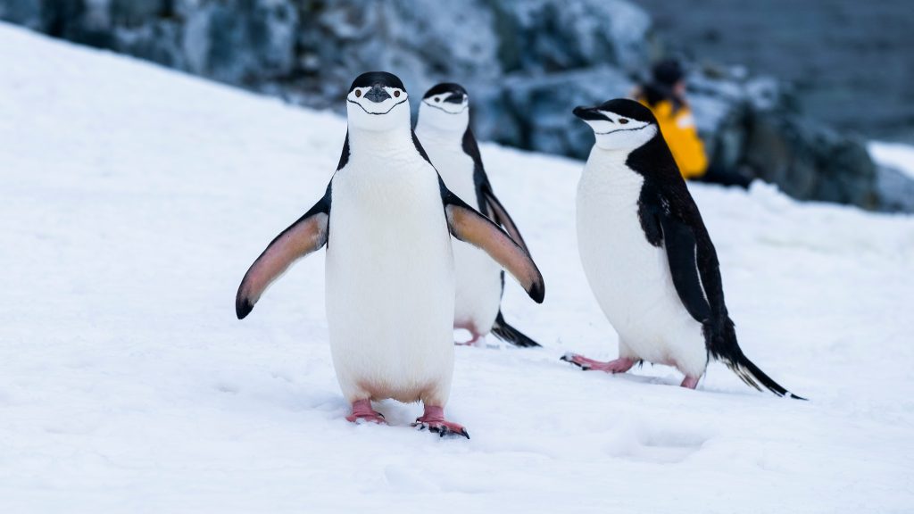 derek-oyen-3Xd5j9-drDA-unsplash Chinstrap penguins on snow field in Antarctica
