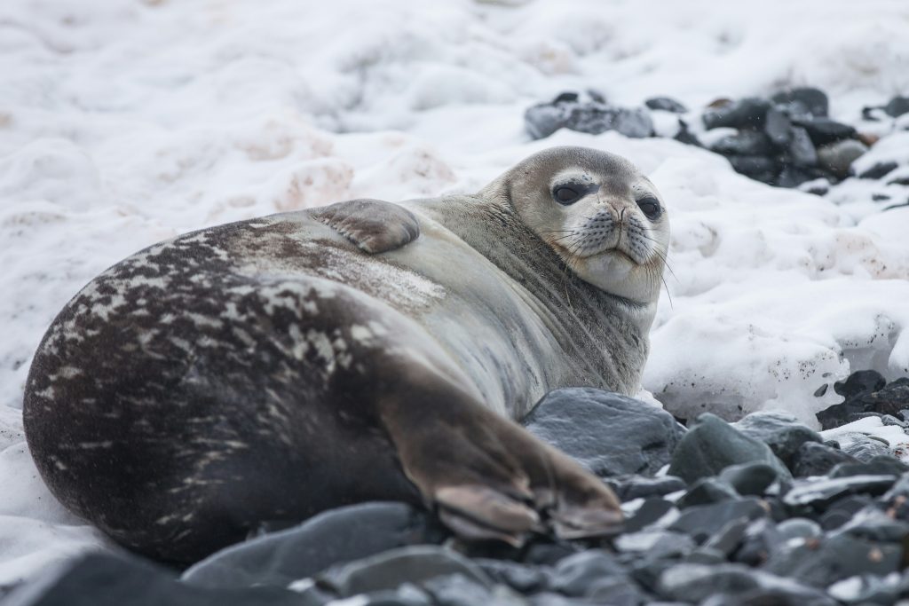 yuriy-rzhemovskiy-G-MyqQy8v_4-unsplash Seal lying on rock in Antarctica